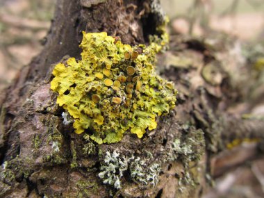 Bitki bir ağaç kabuğu üzerinde. Parazit bitkiler. Ağaç kabuğu mantarlar. Eski ağaç kabuğu. Ahşap mantar.