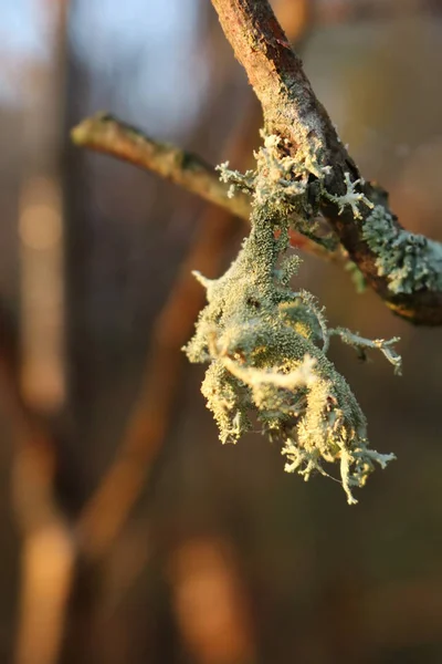 Växter Skorpan Ett Träd Parasiten Växter Svamp Barken Träd Barken — Stockfoto