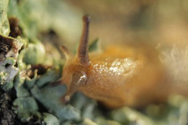 Salyangoz ailesi. Ukrayna hayvan dünyası. Ukrayna doğası. Doğanın şaşırtıcı dünya. Ukrayna'da Hayvanlar Dünyası.
