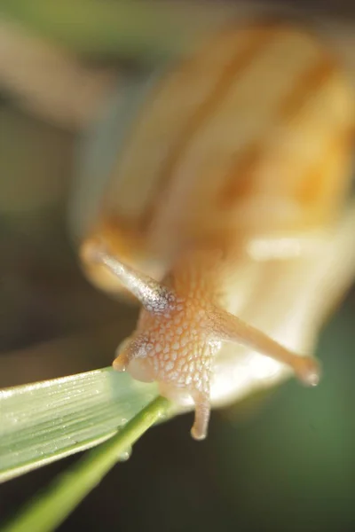 Família Caracóis Mundo Animal Ucrânia Natureza Ucrânia Uma Palavra Incrível — Fotografia de Stock