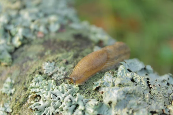 Family of snails. The animal world of Ukraine. Nature of Ukraine. Amazing worid of nature. The world of animals in Ukraine.