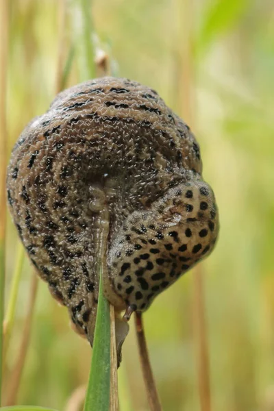 Caracóis. — Fotografia de Stock