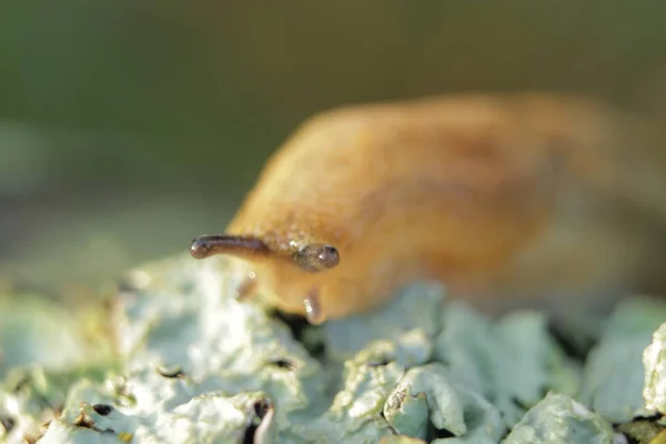 Família Caracóis Mundo Animal Ucrânia Natureza Ucrânia Uma Palavra Incrível — Fotografia de Stock