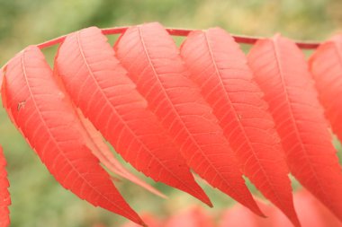 Sonbahar yaprakları. Telefonda kırmızı yaprakları arka plan için. Batı Ukrayna doğası. Sonbahar ile kırmızı rengi değiştirmez. Bulanık bir arka plan ile kırmızı yaprakları.