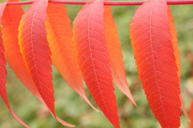 Sonbahar yaprakları. Telefonda kırmızı yaprakları arka plan için. Batı Ukrayna doğası. Sonbahar ile kırmızı rengi değiştirmez. Bulanık bir arka plan ile kırmızı yaprakları.