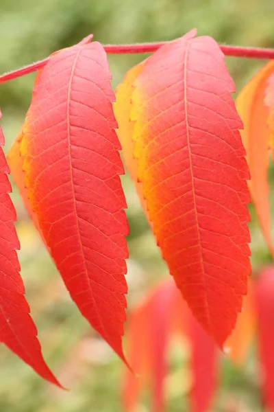Осенние Листья Красные Листья Фона Телефоне Природа Западной Украины Осенние — стоковое фото