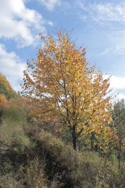 Ormanda eatly sonbahar. Sıcak sonbahar günü. Batı Ukrayna doğası. Eski düşmüş ağaçta düşen yapraklar halıyı çevirip.