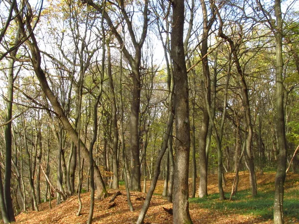 Eatly autumn in the woods. Warm autumn day. Nature of Western Ukraine. Mush on old fallen trees Rug of fallen leaves.