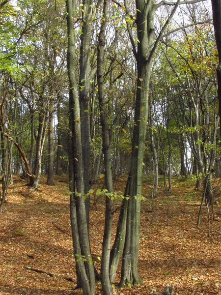 Eatly Осінь Лісі Теплий Осінній День Природа Західної України Каші — стокове фото