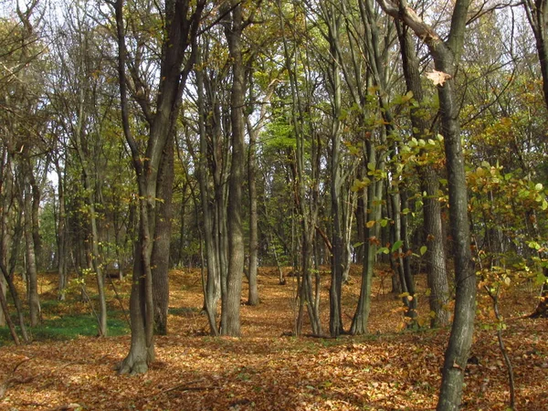 Eatly가을 숲에서 따뜻한가 날입니다 우크라이나의 자연입니다 양탄자에 개썰매 — 스톡 사진