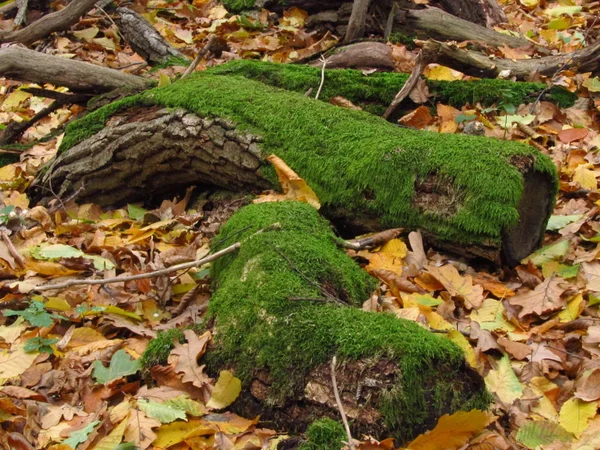 Eatly autumn in the woods. Warm autumn day. Nature of Western Ukraine. Mush on old fallen trees Rug of fallen leaves.
