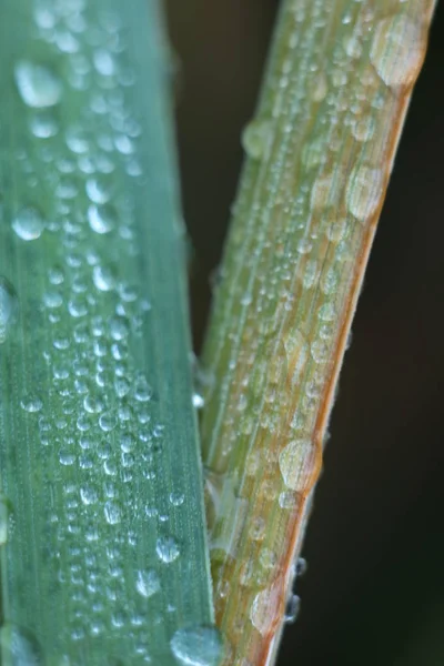 Σταγόνες Δροσιάς Πράσινα Κλαδιά Των Φυτών Στις Σταγόνες Της Βροχής — Φωτογραφία Αρχείου