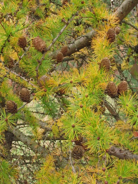 Ramos Abeto Com Cones Natureza Ucrânia Ocidental Fundo Com Ramos — Fotografia de Stock