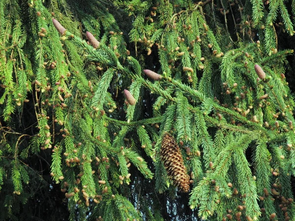 Forêt de conifères. — Photo