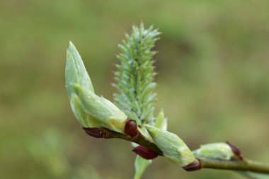  Willow tomurcuklar.