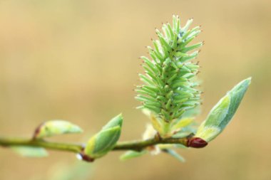  Willow tomurcuklar.