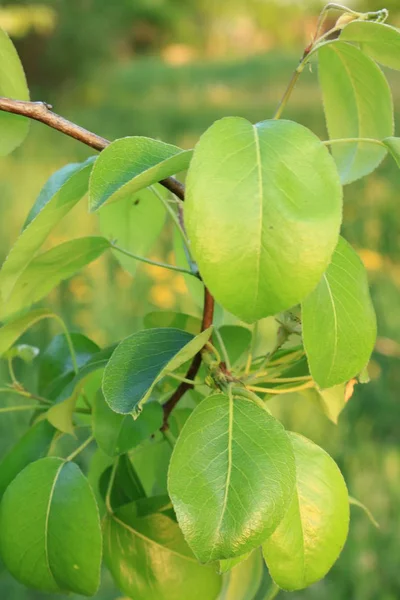 Yaz aylarında yeşil yaprakları. Yaprakları güneş ışığı altında. Yeşil koyu arka plan üzerinde bırakır. Armut bırakır. Güneş ağacın yaprakları yanar. Telefon için arka plan.