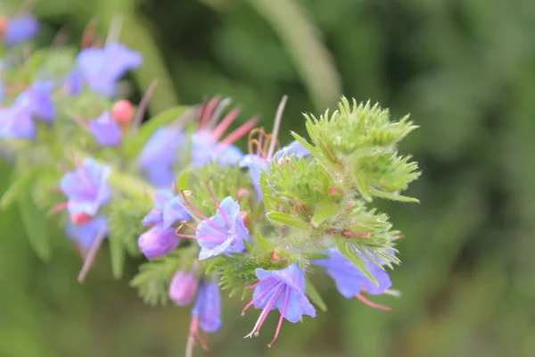 Fundo Flores Verão Flores Para Fundo Telefone Natureza Ucrânia Ocidental — Fotografia de Stock