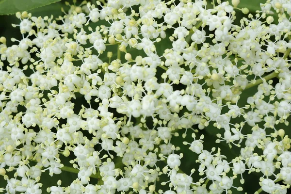 Flores de verano de Ucrania . —  Fotos de Stock
