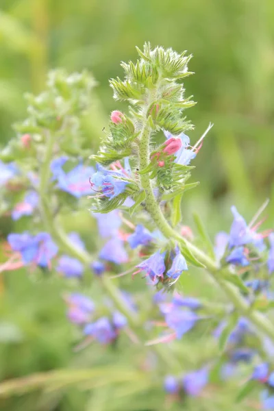 Fondo Flores Verano Flores Para Fondo Teléfono Naturaleza Ucrania Occidental —  Fotos de Stock