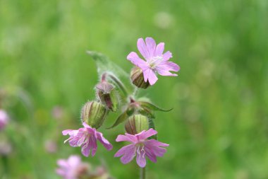 Çiçekler sebze kültür. Parlak sarı çiçek. Çiçek bahçe kültürünün. Batı Ukrayna doğası. Doğanın şaşırtıcı orld.