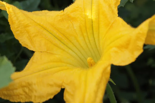 Virágok Növényi Kultúra Fényes Sárga Virágok Virágok Kert Kultúra Nyugat — Stock Fotó