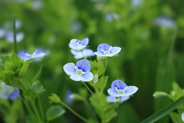 ファイアウッド ネモフィラ 携帯電話のための花と背景 ウクライナの性質 夏の花サナー花が青いです バック グラウンドの写真 — ストック写真