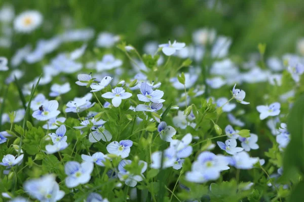 ファイアウッド ネモフィラ 携帯電話のための花と背景 ウクライナの性質 夏の花サナー花が青いです バック グラウンドの写真 — ストック写真