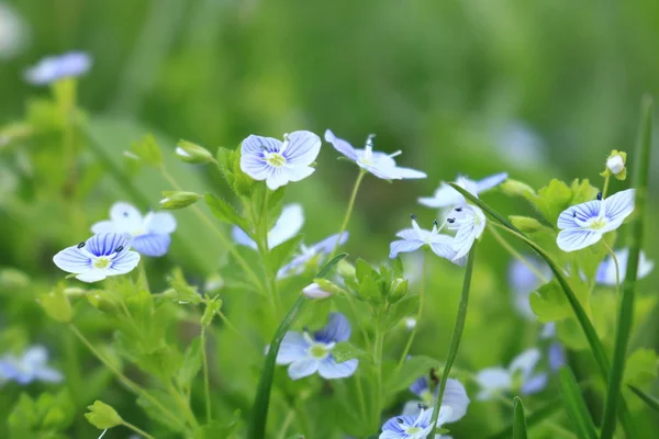 ファイアウッド ネモフィラ 携帯電話のための花と背景 ウクライナの性質 夏の花サナー花が青いです バック グラウンドの写真 — ストック写真