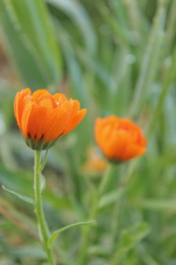 Çiğ turuncu çiçeklenir. Çiçekler üzerinde yağmur damlaları. Batı Ukrayna doğası. Çiçekler dünyada. Doğanın şaşırtıcı dünya.