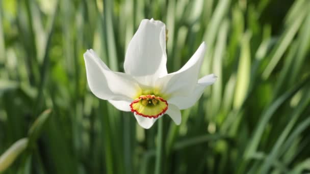 Flor Narciso Narciso Son Flores Verano Flores Ucrania Día Soleado — Vídeo de stock