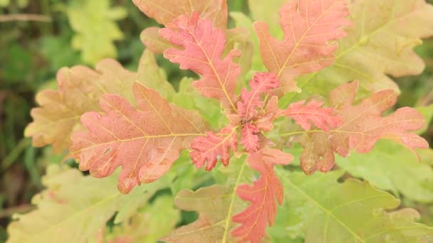 カシは去る初秋です 露の滴を紅葉します テキストの雨の滴と葉の背景色 — ストック動画