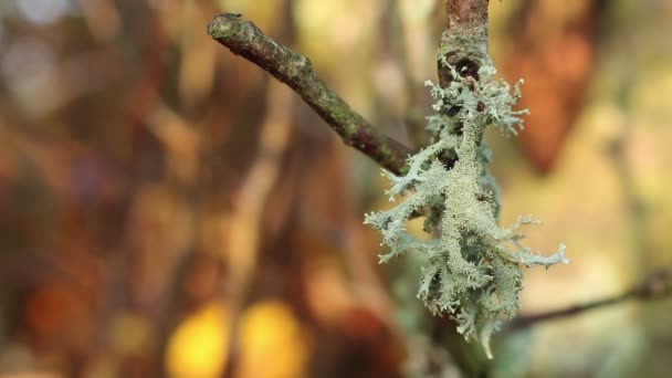 Pflanzen Von Parasiten Auf Den Ästen Der Bäume Herbstliche Natur — Stockvideo