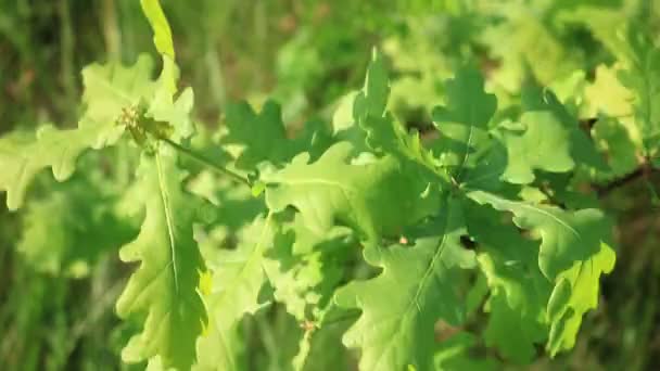 Luminose Foglie Verdi Quercia Quercia Una Giornata Estiva Ventosa Ora — Video Stock