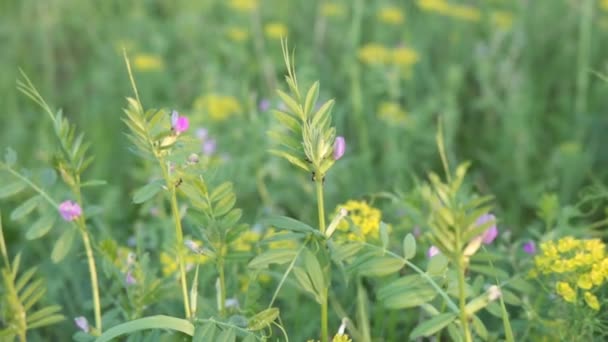 Aard Van Zomer Planten Een Zomerdag Groen Toerisme Het Westen — Stockvideo