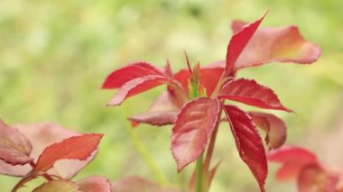 Parlak yaprakları sürtme. Gül bitkiler. Çiğ güllerinin bırakır. Ukrayna'nın çiçek. Yaz çiçek gül.