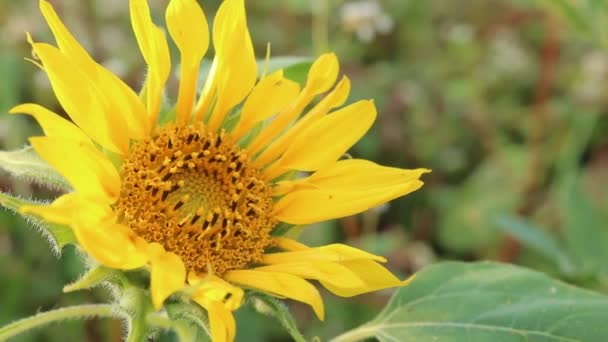 Λουλούδι Του Ηλίανθου Σπόροι Ηλίανθων Sunfiowers Και Αγροτοβιομηχανία Ηλιέλαιο Λουλούδι — Αρχείο Βίντεο