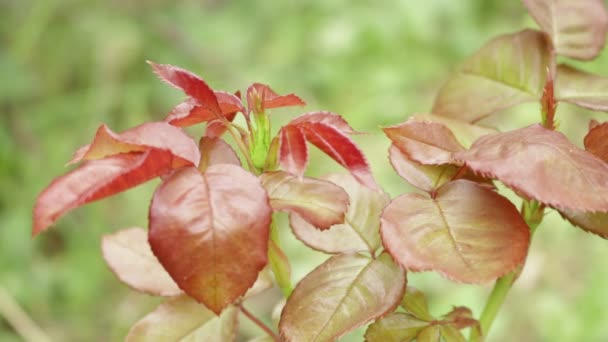 Heldere Bladeren Zijn Wrijven Rose Planten Dauw Druppels Rozen Bloemen — Stockvideo