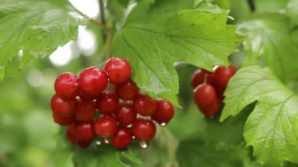 Red Kalina Autumn Golden Time Picking Berries Dew Bush Rainy — Stock Video