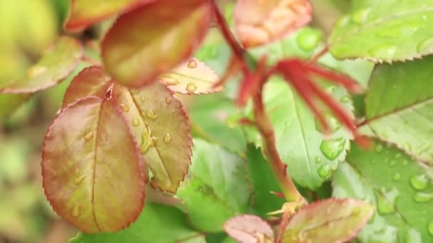 明るい葉をこすっています ローズを植物します バラの上に露が値下がりしました ウクライナの花 夏の花バラ — ストック動画