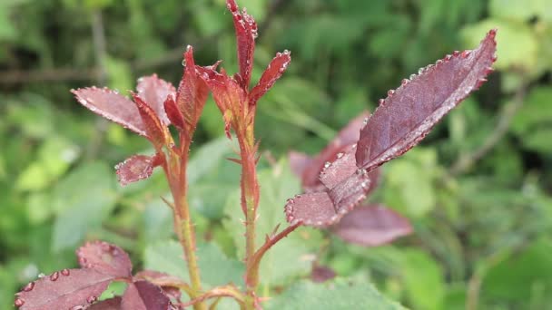 Les Feuilles Brillantes Frottent Des Roses Des Gouttes Rosée Sur — Video