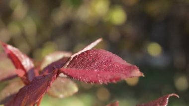 Parlak yaprakları sürtme. Gül bitkiler. Çiğ güllerinin bırakır. Ukrayna'nın çiçek. Yaz çiçek gül.