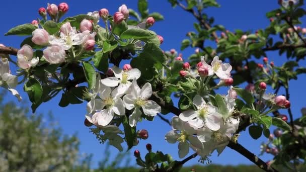 Zahradě Apple Zahradní Květy Květnu Ukrajina Květ Jabloně Zpěv Ptáků — Stock video