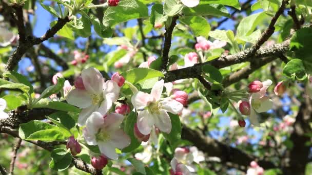 アップルの庭 月ウクライナで庭の花 りんごの木と Spging 鳥の鳴き声の花 ウクライナの緑の観光 ウクライナの庭園で春の初め — ストック動画
