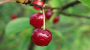 Olgun çilek kiraz. Çilek kiraz dal üzerinde. Nsture Ukrayna dünya. Berry Turizm Ukrayna.