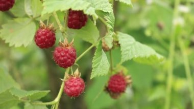 Ahududu meyveleri. Ukrayna Berry Turizm. Çilek ahududu Bush'larda. Rasberry bahçede güneşli yaz gün.