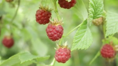 Ahududu meyveleri. Ukrayna Berry Turizm. Çilek ahududu Bush'larda. Rasberry bahçede güneşli yaz gün.