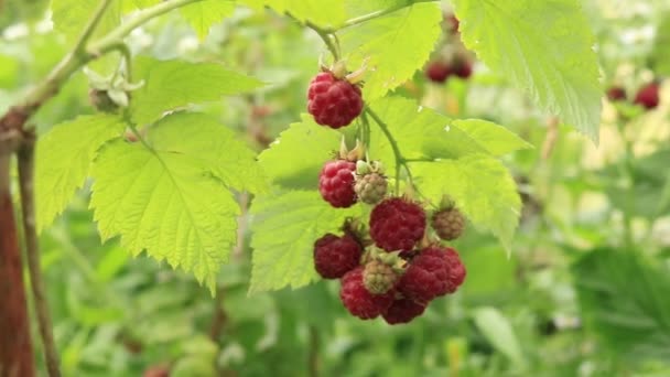 ラズベリーの果実 西ウクライナのベリー観光 果実とラズベリーの薮 ラズベリー庭の日当たりの良い夏の日 — ストック動画