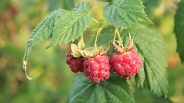 ラズベリーの果実 西ウクライナのベリー観光 果実とラズベリーの薮 ラズベリー庭の日当たりの良い夏の日 — ストック動画