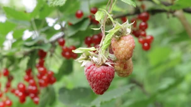 Hallon Bär Berry Turismen Västra Ukraina Hallon Buskar Med Bär — Stockvideo